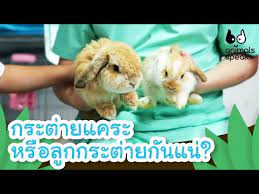 กระต่ายแคระยักษ์ the giant dwarf rabbit. à¸à¸£à¸°à¸• à¸²à¸¢à¹à¸„à¸£à¸°à¸«à¸£ à¸­à¸¥ à¸à¸à¸£à¸°à¸• à¸²à¸¢à¸ à¸™à¹à¸™ Animals Speak Mahidol Kids Youtube