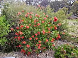 We did not find results for: Angus S Top Ten Australian Shrubs Gardening With Angus