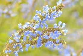 Image result for Lobelia uliginosa