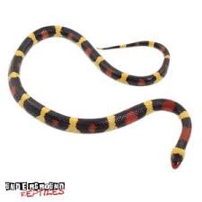 Kingsnakes For Sale Underground Reptiles Underground Reptiles Reptile Supplies Black Mamba