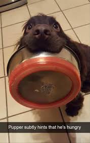 Pizza Stealing Doggo Memes To Feed The Soul 26 Memes Funny Babies Funny Baby Quotes Super Funny Pictures