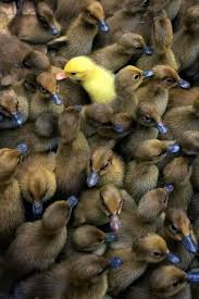 Black And Yellow Duckling Jealousyyouhavetoearn Animals Cute Animals Pet Birds