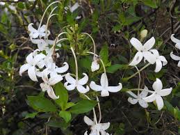 Image result for Bouvardia longiflora