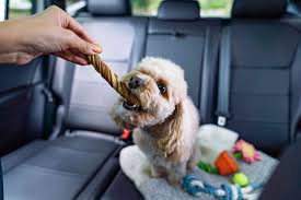 It's also important to keep in mind that your dog can be sick without running a fever so keep an eye out for the following symptoms. How To Cure Car Sickness In Your Dog