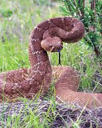 We did not find results for: Red Diamond Rattlesnake Students Britannica Kids Homework Help