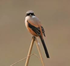 Black And White Bird With Long Tail Feathers Long Tailed Shrike Lanius Schach Also Known As Rufous Backed Shrike Nepal Tailed Bird Feathers