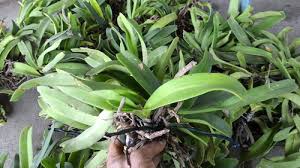 Ngọc lan cũng có thời gian tham gia diễn xuất tại sân khấu kịch hoàng thái thanh. Lan Ngá»c Ä'iá»m Gia Ban Láº» 350k