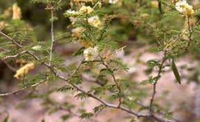 Image result for Acacia hereroensis