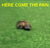 Paramount Domestic Distribution Chief Talks Ghost In The Shell Box Office Flop Platypus Australian Animals Funny Animals