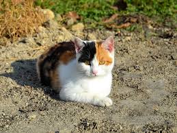 While every feline is fetching in his or her own right, there are a few that tend to as far as cute cat breeds go, many think of the persian as the prototypical cute, fluffy, white cat. Hd Wallpaper Cat Kitten Black Red White Cat S Eye Harlequin Cute Wallpaper Flare