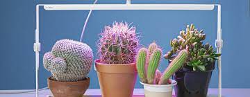 Jul 23, 2021 · numerous grow lights that individuals utilize are supplanted inside a short measure of time since they destroy decently fast. 4 Minimal Grow Lights That Make Me Wish I Were Green Core77