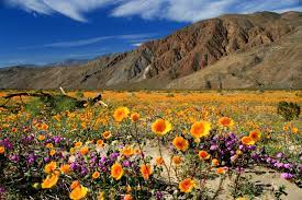 Where to see spring flowers in southern california. Great Places To See Southern California In Bloom This Spring Abc Pr Community News Public Relations And Advertising Services