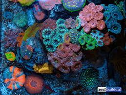 The premium mosszilla is finally here! The Lps Coral Paradise Aquarium Of Michael Rice Reef Builders The Reef And Saltwater Aquarium Blog