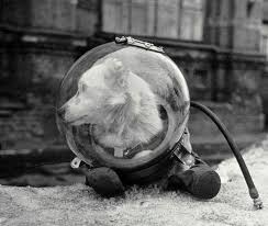 Check spelling or type a new query. Belka Sovetskaya Sobaka Sovershivshaya Kosmicheskij Polyot Na Korable Sputnik 5 19 Avgusta 1960 Goda Nolawrus