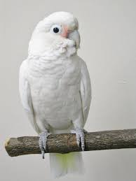 Goffin cockatoos are very popular birds since they are very intelligent as well charming and playful. Cockatoo Goffin Pet Birds Cute Birds Pretty Birds