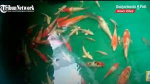 Perkenalkan koi2 ane kolam ini mengaplikasikan sepenuhnya filter kolam koi jenis trickle filter. Video Penjelasan Pembudidaya Koi Dari Kabupaten Hst Tentang Ikan Sedang Sakit Banjarmasin Post