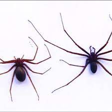  é de pequeno porte (não passa de 2. Aranha Marrom Loxosceles Intermedia Aumento De 2x Download Scientific Diagram