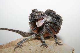 27 Frilled Lizard Chlamydosaurus Kingii Ideas Frilled Lizard Lizard Reptiles And Amphibians