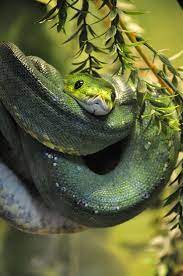 Green Tree Python Snake Cute Snake Reptiles And Amphibians