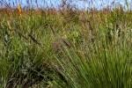Image result for Loudetia arundinacea