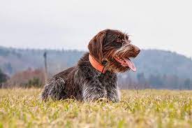 See wirehaired pointing griffon pictures, explore breed traits and characteristics. Wirehaired Pointing Griffon Dog Breed Information