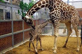 Dallas Morning News On Twitter Dallas Zoo Baby Giraffe Giraffe