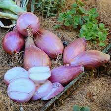Image result for shallots