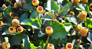 Image result for Spilanthes