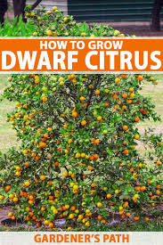 Water the tree at least weekly until it is established, unless you get sufficient rain to do the job. How To Grow Dwarf Citrus Trees Gardener S Path