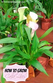How To Grow Calla Lilies Lily Plants Calla Lily Lilly Plants