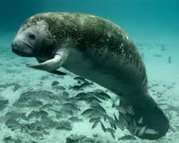 Man, that nirvana baby got ugly. West Indian Manatee Facts Diet Habitat Pictures On Animalia Bio