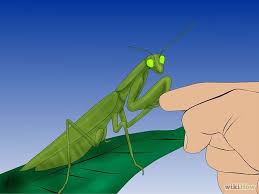 How To Take Care Of A Praying Mantis Praying Mantis Pray Take Care