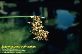 Image result for Schoenoplectus sp.no.1