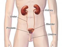 Maybe you would like to learn more about one of these? Uti Urinary Tract Infection Symptoms Diagnosis And Treatment