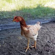 Rm 12.50 contoh reban ayam tertutup di perak ppk bagan datoh. Mengenali Ayam Kampung Kacuk Dan Ayam Kampung Biasa