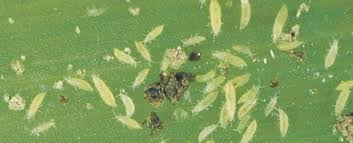 Image result for Onion Thrips