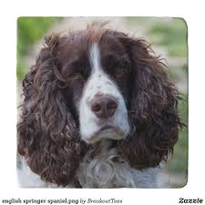 Black And White Working Springer Spaniel English Springer Spaniel Png Trivet Zazzle Com In 2020 Springer Spaniel English Springer Spaniel English Springer