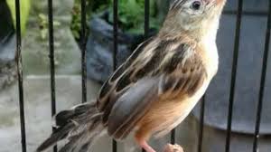 Vidio suara cici padi betina / cici merah burung penjahit yang memiliki suara khas om kicau : Kicau Burung Cici Padi Masteran Youtube