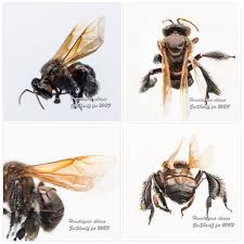 From wikimedia commons, the free media repository. Homotrigona Aliceae Meliponine Stingless Bee Kelulut Stingless Bees Bee Native Bees