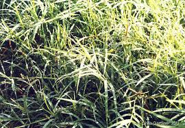 Image result for Cynodon incompletus