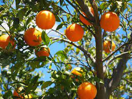 Check spelling or type a new query. Top 10 Productores De Naranjas Marketing Y Publicidad Alimentos Bebidas Y Gran Consumo