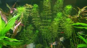 Image result for Limnophila fluviatilis