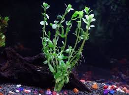 Nah kali ini saya akan mengajak anda untuk. Jenis Tanaman Aquascape Yang Mudah Untuk Dirawat