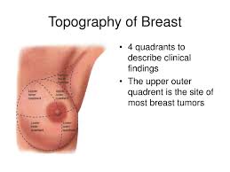 Features of the quadrants of the breast. Ppt Interventions For Clients With Breast Disorders Powerpoint Presentation Id 6095792
