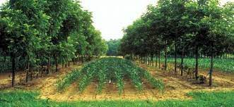 Bring Back The Trees On Agricultural Fields In 2021 Garden Cultivator Permaculture Gardening Farm Layout