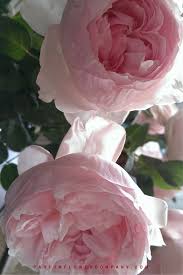 The garden rose may be the new peony! Premium Scented Garden Rose Peony Pink
