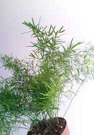 Image result for A. densiflorus Sprengeri