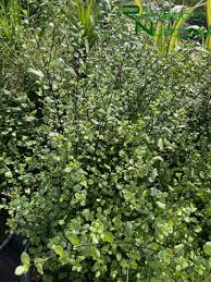 Image result for Pittosporum tenuifolium