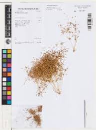 Image result for Hypertelis cerviana