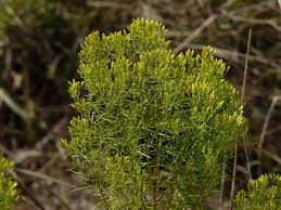 Image result for Eulophia calantha